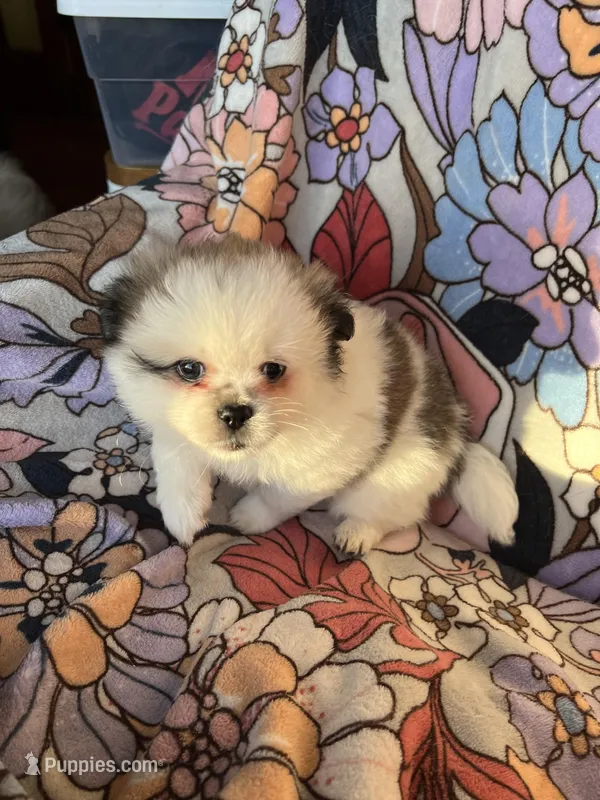 Butterscotch – Peek-A-Pom puppy for sale in Saint Augustine, FL