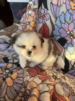 Butterscotch, a female Peek-A-Pom for sale in Saint Augustine, FL – Photo 1 of 2