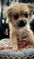 The Irascible Princess Pickles, a female Peek-A-Pom for sale in Saint Augustine, FL – 3 of 10