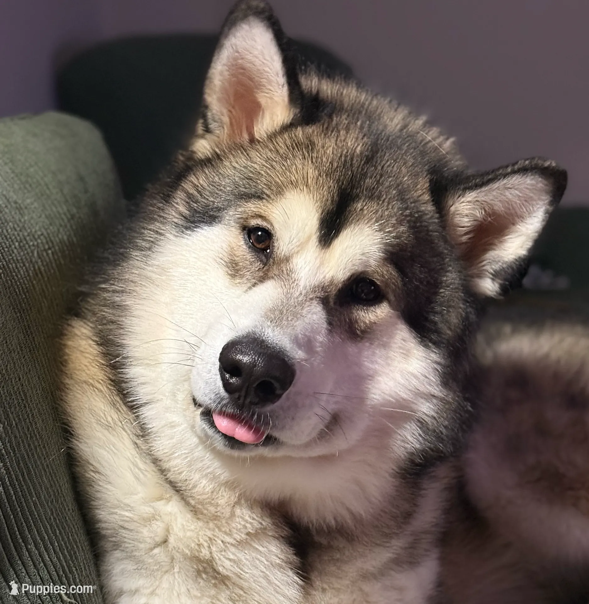 KODA BEAR'S AKC PUPPIES