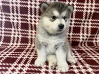 AKC PAIGE, a female Alaskan Malamute for sale in Montezuma, KS – 4 of 10