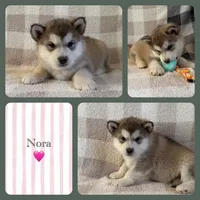 AKC NORA, a female Alaskan Malamute for sale in Montezuma, KS – 1 of 1