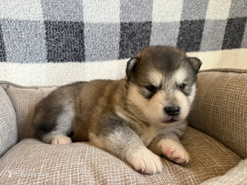 AKC ONYX – Alaskan Malamute puppy for sale in Montezuma, KS