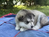 AKC PAIGE, a female Alaskan Malamute for sale in Montezuma, KS – 10 of 10
