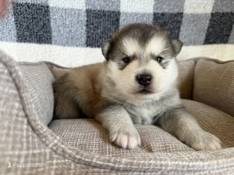 AKC OAKES – Alaskan Malamute puppy for sale in Montezuma, KS