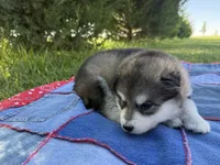 AKC PAISLEY, a female Alaskan Malamute for sale in Montezuma, KS – 2 of 4