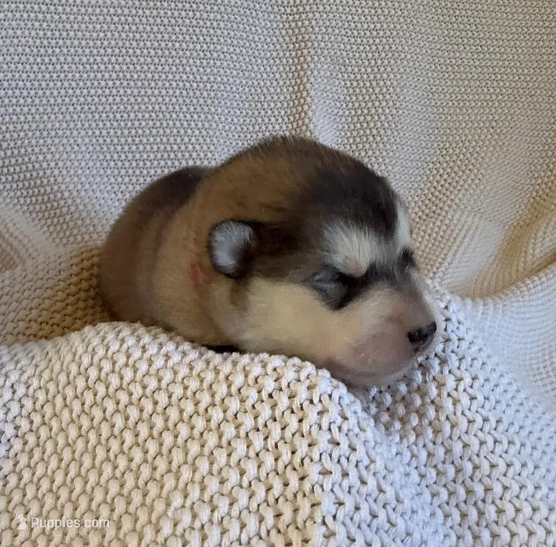 AKC OAKES – Alaskan Malamute puppy for sale in Montezuma, KS
