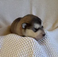 AKC OAKES, a male Alaskan Malamute for sale in Montezuma, KS – 1 of 1