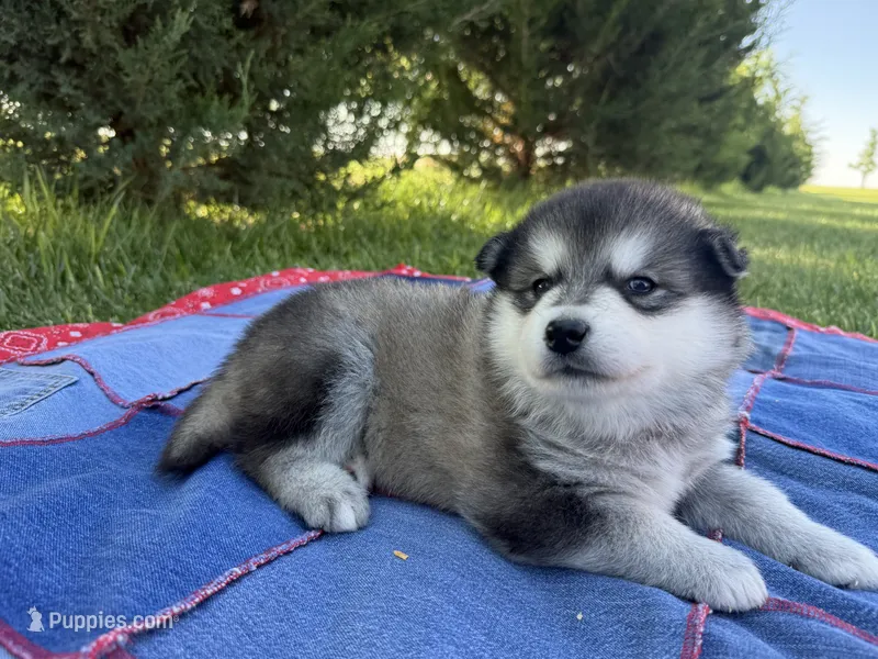 AKC PAIGE – Alaskan Malamute puppy for sale in Montezuma, KS
