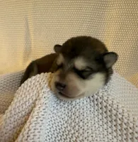 AKC ONYX, a male Alaskan Malamute for sale in Montezuma, KS – 1 of 1