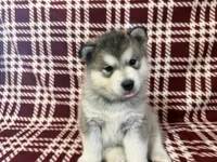 AKC PAIGE, a female Alaskan Malamute for sale in Montezuma, KS – 3 of 10
