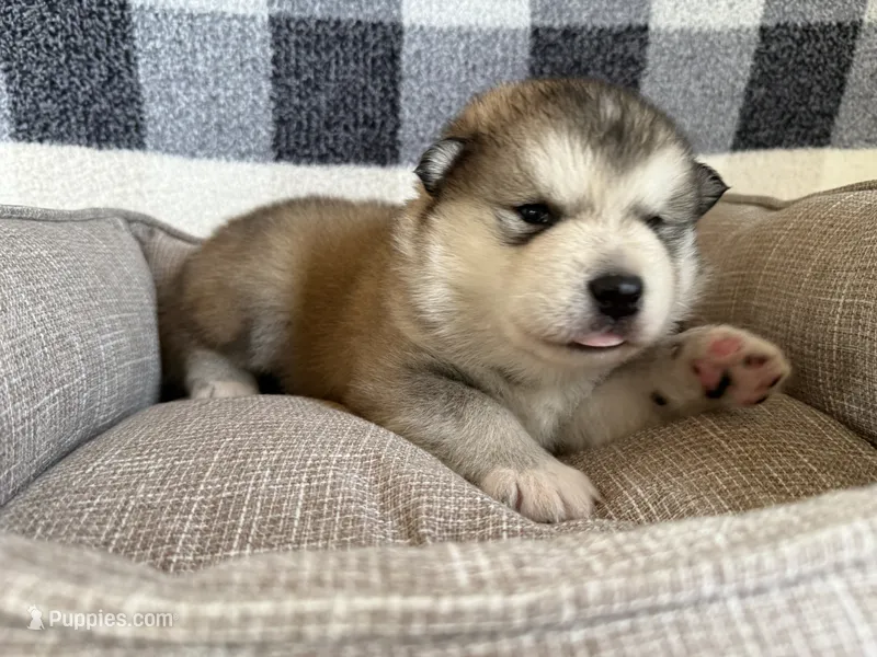 AKC OLIVER – Alaskan Malamute puppy for sale in Montezuma, KS
