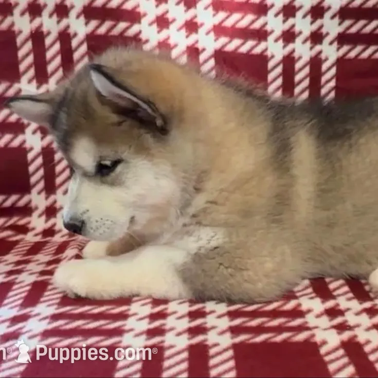 AKC NOEL, a female Alaskan Malamute for sale in Montezuma, KS – Photo 3 of 5