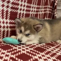 AKC NOEL, a female Alaskan Malamute for sale in Montezuma, KS – Photo 2 of 5