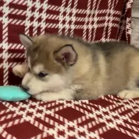 AKC NOEL, a female Alaskan Malamute for sale in Montezuma, KS – Photo 4 of 5