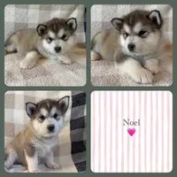 AKC NOEL, a female Alaskan Malamute for sale in Montezuma, KS – Photo 5 of 5