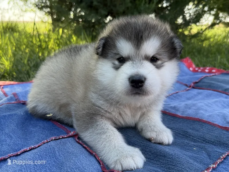 AKC OAKES – Alaskan Malamute puppy for sale in Montezuma, KS