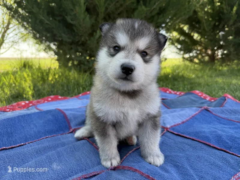 AKC OREGON  – Alaskan Malamute puppy for sale in Montezuma, KS