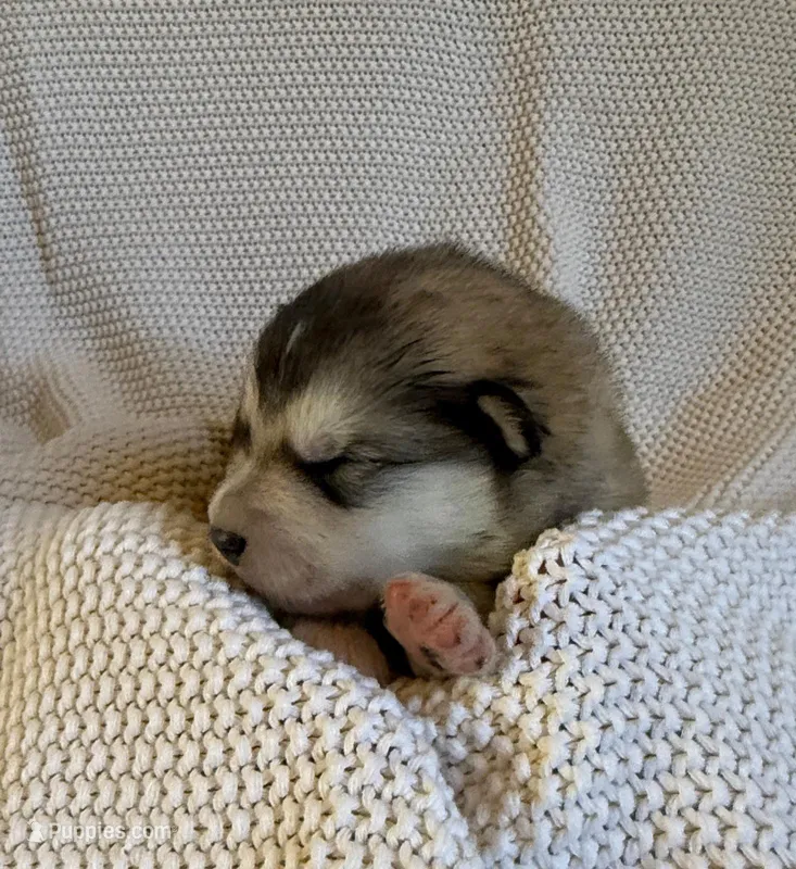 AKC OLIVER – Alaskan Malamute puppy for sale in Montezuma, KS