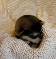 AKC PAIGE, a female Alaskan Malamute for sale in Montezuma, KS – 1 of 1