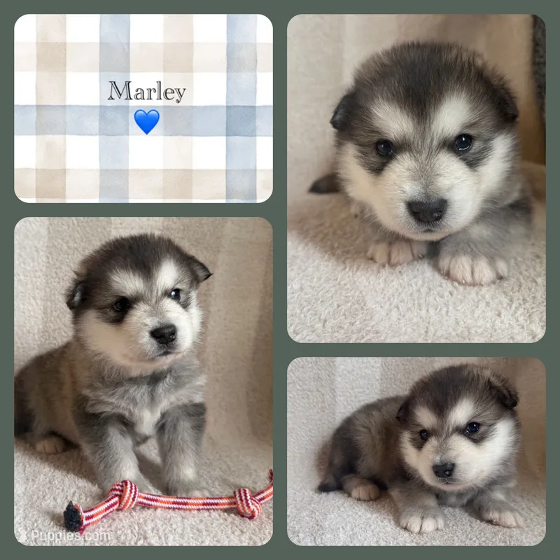 AKC MARLEY