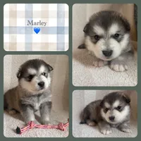 AKC MARLEY, a male Alaskan Malamute for sale in Montezuma, KS – Photo 1 of 2