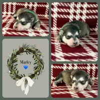 AKC MARLEY, a male Alaskan Malamute for sale in Montezuma, KS – Photo 2 of 2