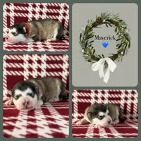 AKC MAVERICK, a male Alaskan Malamute for sale in Montezuma, KS – Photo 2 of 2