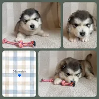 AKC MAVERICK, a male Alaskan Malamute for sale in Montezuma, KS – Photo 1 of 2
