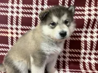 AKC PEYTON , a female Alaskan Malamute for sale in Montezuma, KS – 4 of 6