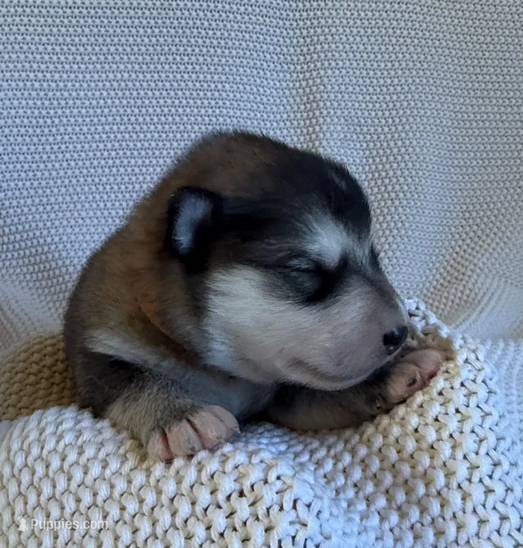 AKC OREGON  – Alaskan Malamute puppy for sale in Montezuma, KS