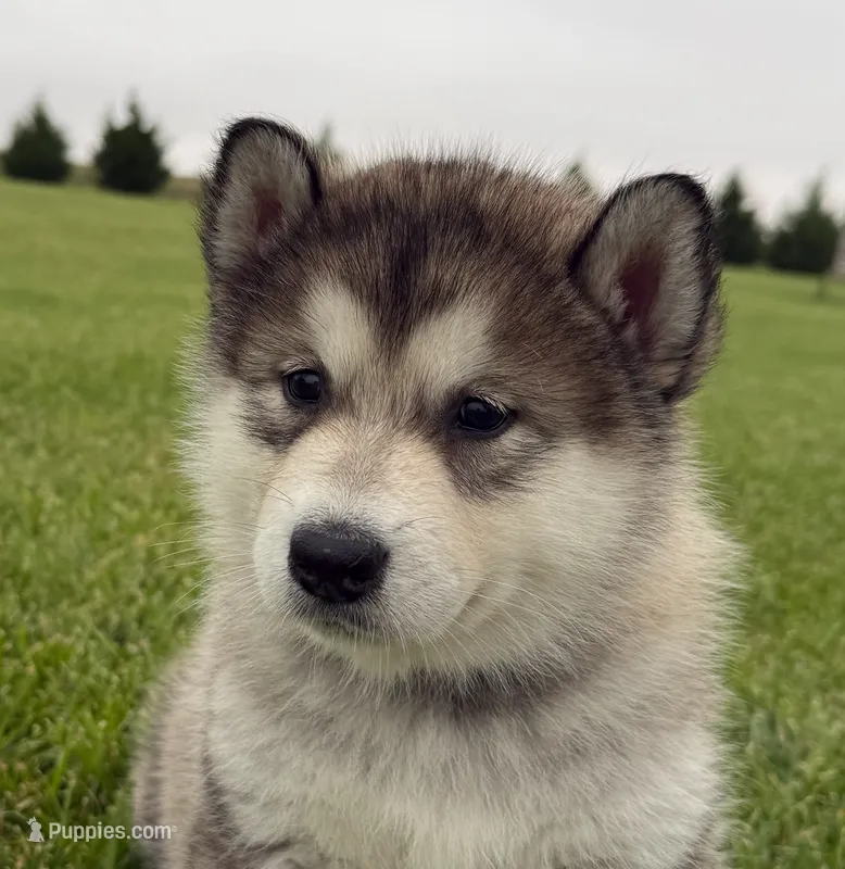 AKC PEYTON  – Alaskan Malamute puppy for sale in Montezuma, KS