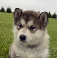 AKC PEYTON , a female Alaskan Malamute for sale in Montezuma, KS – 1 of 6