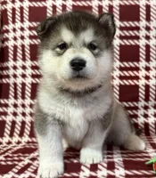 AKC PEYTON , a female Alaskan Malamute for sale in Montezuma, KS – 6 of 6