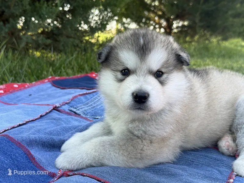 AKC OLIVER – Alaskan Malamute puppy for sale in Montezuma, KS