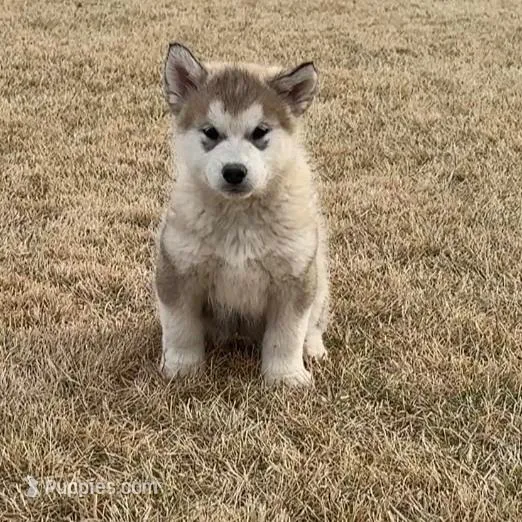 AKC NALA, a female Alaskan Malamute for sale in Montezuma, KS – Photo 4 of 10