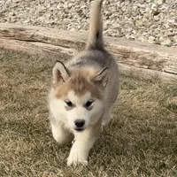 AKC NALA, a female Alaskan Malamute for sale in Montezuma, KS – Photo 8 of 10