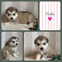 AKC NALA, a female Alaskan Malamute for sale in Montezuma, KS – Photo 10 of 10