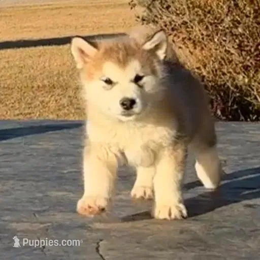 AKC NALA, a female Alaskan Malamute for sale in Montezuma, KS – Photo 2 of 10