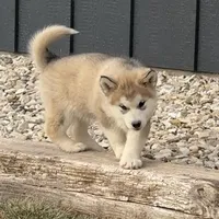 AKC NALA, a female Alaskan Malamute for sale in Montezuma, KS – Photo 7 of 10