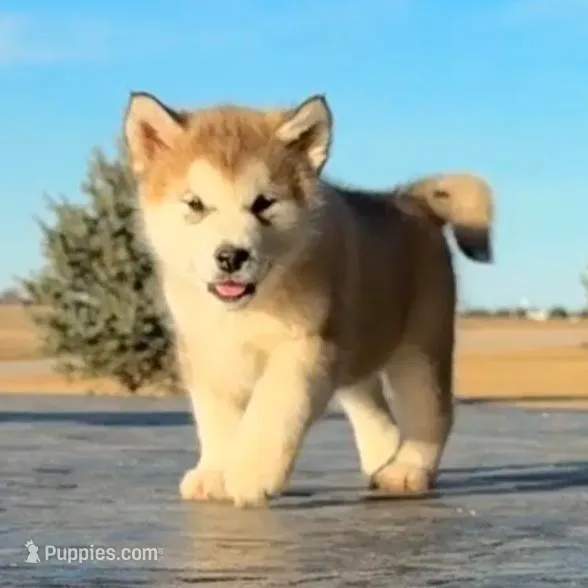 AKC NALA, a female Alaskan Malamute for sale in Montezuma, KS – Photo 5 of 10