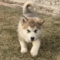 AKC NALA, a female Alaskan Malamute for sale in Montezuma, KS – Photo 6 of 10