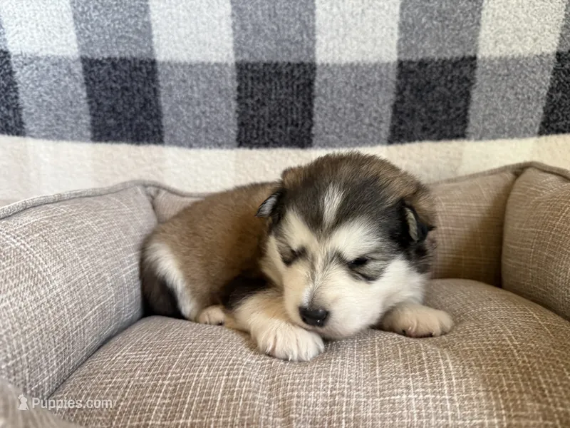 AKC PEARL – Alaskan Malamute puppy for sale in Montezuma, KS