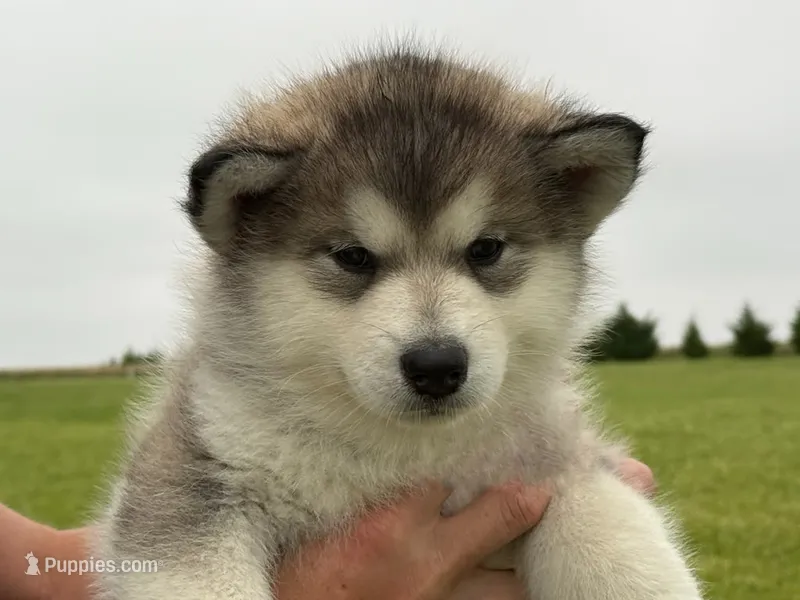 AKC PAIGE – Alaskan Malamute puppy for sale in Montezuma, KS