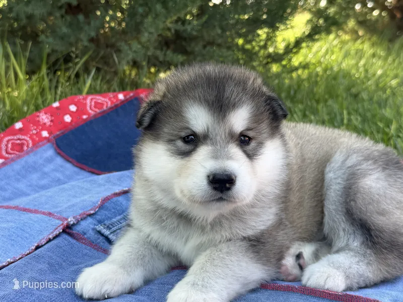 AKC PEYTON  – Alaskan Malamute puppy for sale in Montezuma, KS