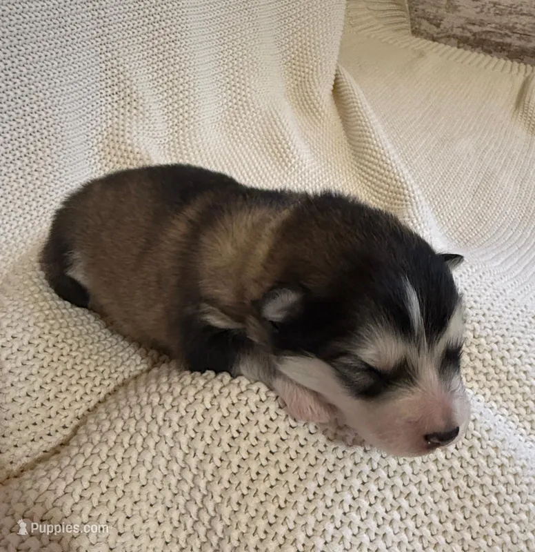 AKC PEARL, a female Alaskan Malamute for sale in Montezuma, KS – 1 of 1