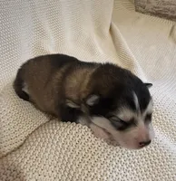 AKC PEARL, a female Alaskan Malamute for sale in Montezuma, KS – 1 of 1