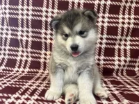 AKC PAIGE, a female Alaskan Malamute for sale in Montezuma, KS – 5 of 10