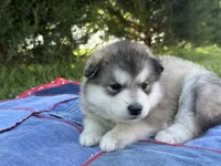 AKC PAIGE, a female Alaskan Malamute for sale in Montezuma, KS – 8 of 10