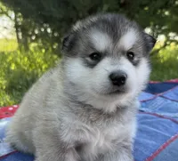 AKC PAIGE, a female Alaskan Malamute for sale in Montezuma, KS – 7 of 10